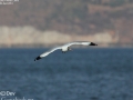 Brown-headed Gull