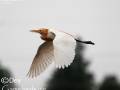 Cattle Egret