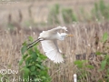 Cattle Egret