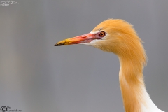 Cattle Egret
