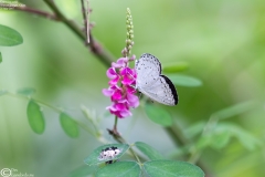 Celestrina oreas