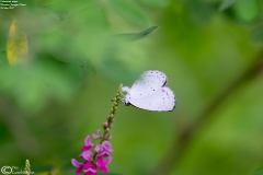 Celestrina oreas