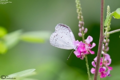 Celestrina oreas
