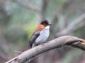 Chestnut Bulbul