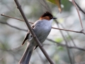 Chestnut Bulbul
