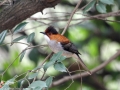 Chestnut Bulbul