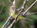 Chestnut Bunting