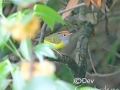 Chestnut-crowned Warbler