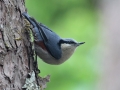 Chestnut-vented Nuthatch