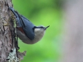 Chestnut-vented Nuthatch