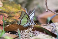 Polyura narcaea