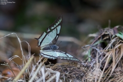 Polyura narcaea