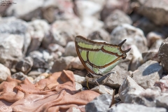 Polyura narcaea