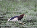 Chinese Pond Heron