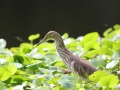 Chinese Pond Heron