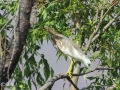 Chinese Pond Heron