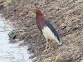 Chinese Pond Heron