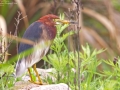 Chinese Pond Heron