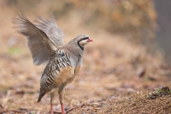 Chukar