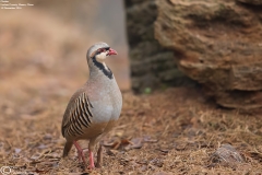 Chukar