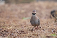 Chukar