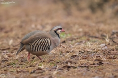 Chukar