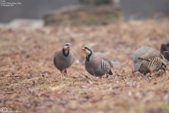 Chukar