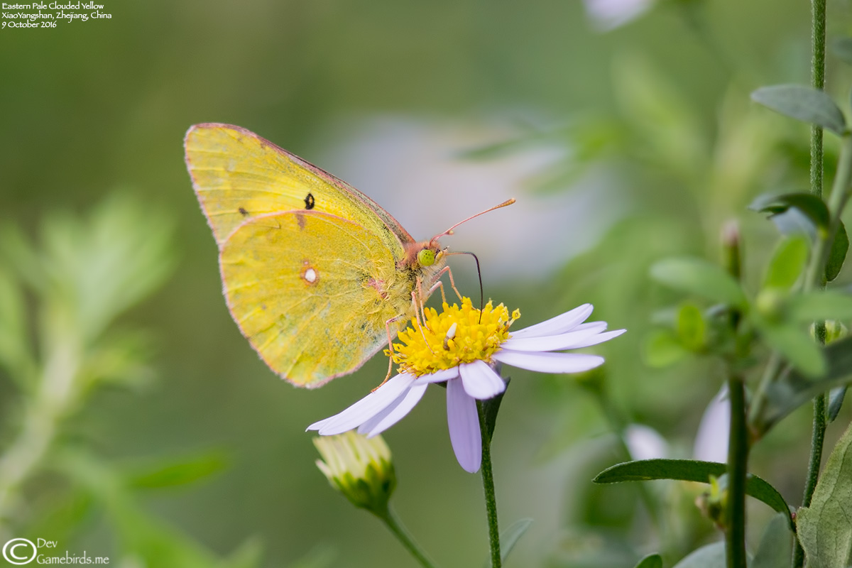 1 Photo<br />Common Name : Eastern Pale Clouded Yellow