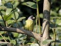 Collared Finchbill