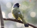 Collared Finchbill