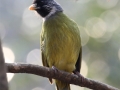 Collared Finchbill