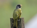 Collared Finchbill