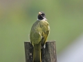 Collared Finchbill
