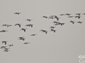 Common Crane