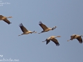 Common Crane