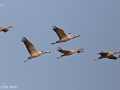 Common Crane