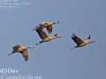 Common Crane