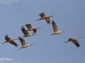 Common Crane