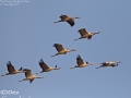 Common Crane