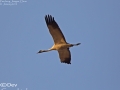 Common Crane