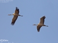 Common Crane