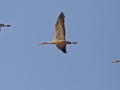 Common Crane