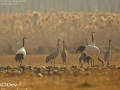 Common Crane