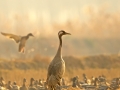 Common Crane