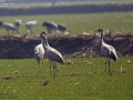 Common Crane
