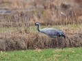 Common Crane