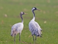 Common Crane