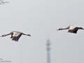 Common Crane
