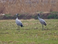 Crane,Common_019