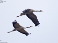 Common Crane